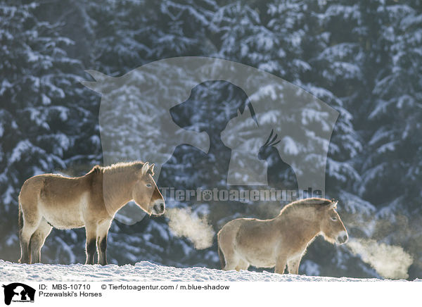 Przewalski Wildpferde / Przewalski's Horses / MBS-10710