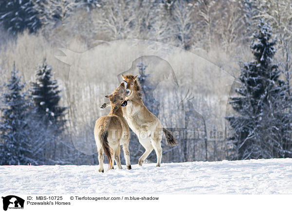 Przewalski Wildpferde / Przewalski's Horses / MBS-10725