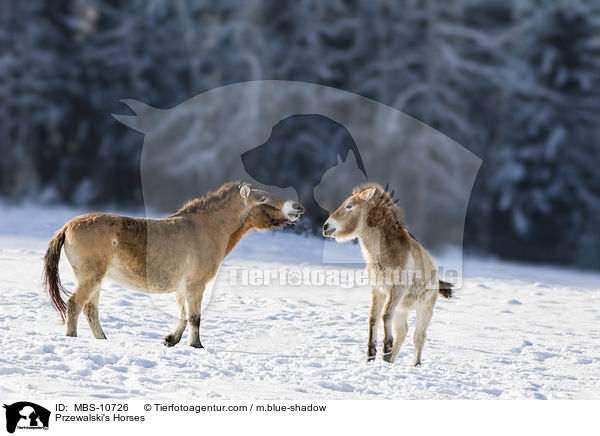 Przewalski Wildpferde / Przewalski's Horses / MBS-10726