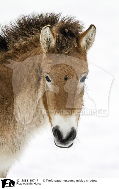 Przewalski Wildpferd / Przewalski's Horse / MBS-10747