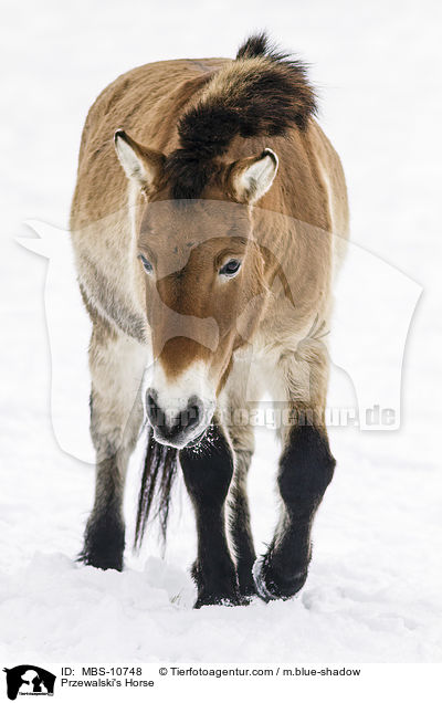 Przewalski's Horse / MBS-10748