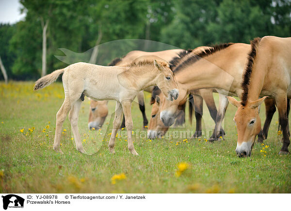 Przewalski Wildpferde / Przewalski's Horses / YJ-08978