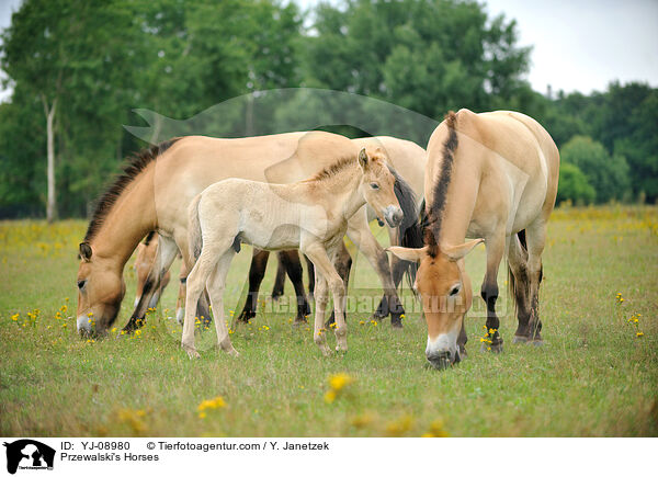 Przewalski Wildpferde / Przewalski's Horses / YJ-08980
