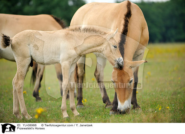 Przewalski Wildpferde / Przewalski's Horses / YJ-08986