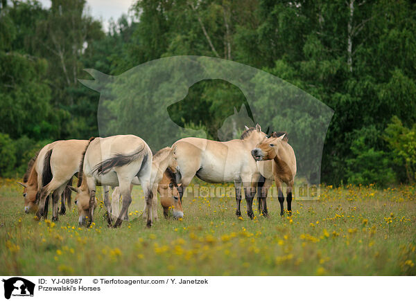 Przewalski Wildpferde / Przewalski's Horses / YJ-08987