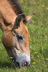 Asian wild horse