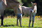 Asian wild horses