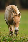 young Przewalski horse