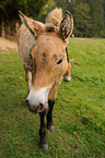 Przewalski horse