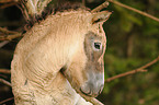 young Przewalski horse