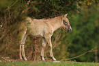 young Przewalski horse