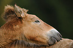 young Przewalski horse