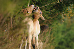 Przewalski horses