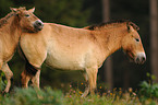 Przewalski horses