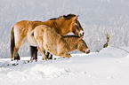 Przewalski horses