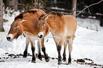 Przewalski horses