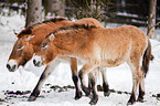 Przewalski horses