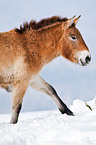 Przewalski horse