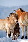 Przewalski horses