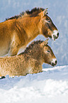 Przewalski horses