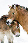 Przewalski horses