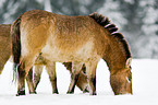 Przewalski horses