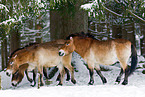 Przewalski horses