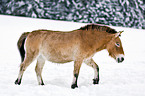 Przewalski horse