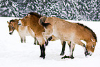 Przewalski horses