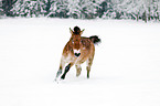 Przewalski horse