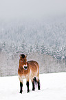 Przewalski horse