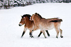 Przewalski horses