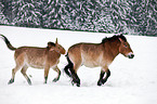 Przewalski horses