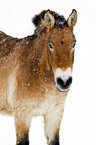 Przewalski horse