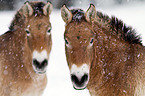 Przewalski horses