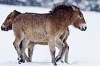 Przewalski horses