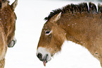 Przewalski horses