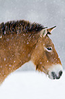 Przewalski horse