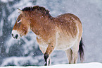 Przewalski horse