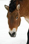 Przewalski horse