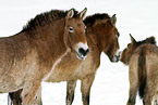 Przewalski horses