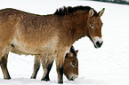 Przewalski horses