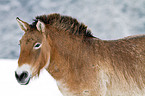 Przewalski horse