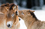 Przewalski horses