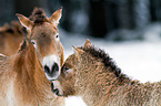 Przewalski horses