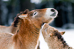 Przewalski horses