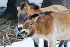 Przewalski wild horses