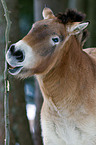 Przewalski wild horse