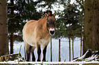 Przewalski wild horse