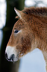 Przewalski wild horse